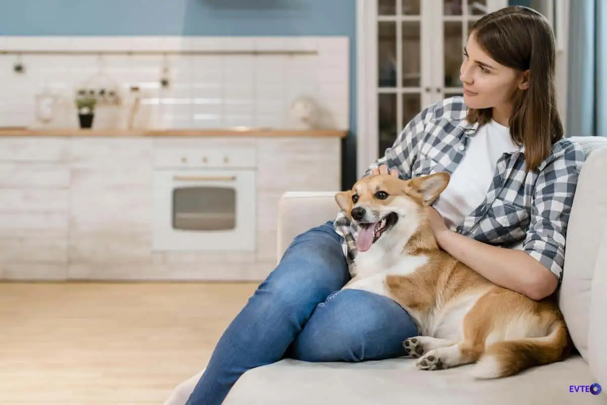 Proteção completa: como evitar infestações de pulgas e carrapatos em casa