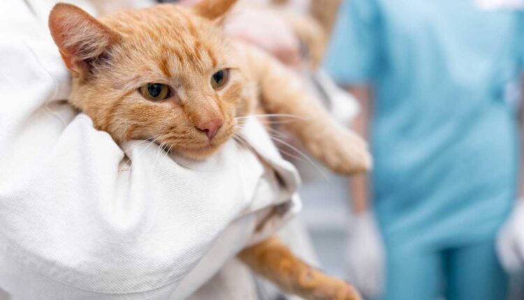 Entenda os problemas mais comuns na saúde dos gatos e as principais formas de prevenção
