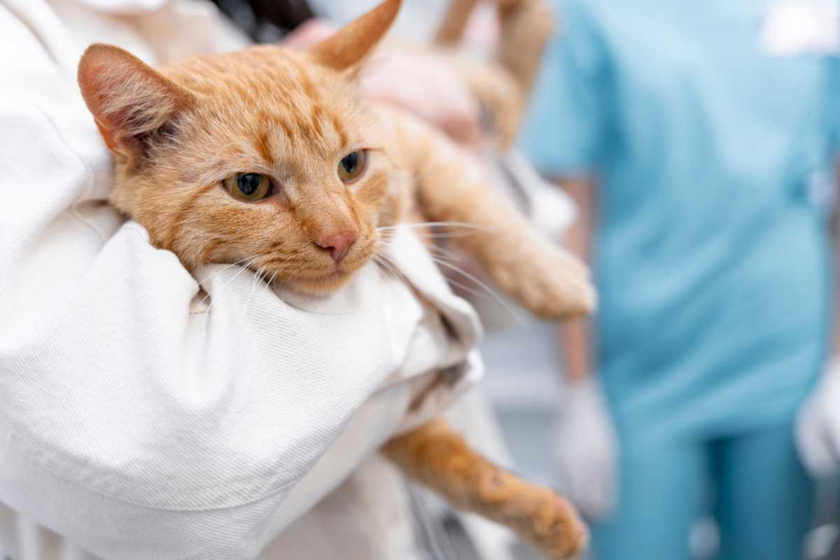 Entenda os problemas mais comuns na saúde dos gatos e as principais formas de prevenção