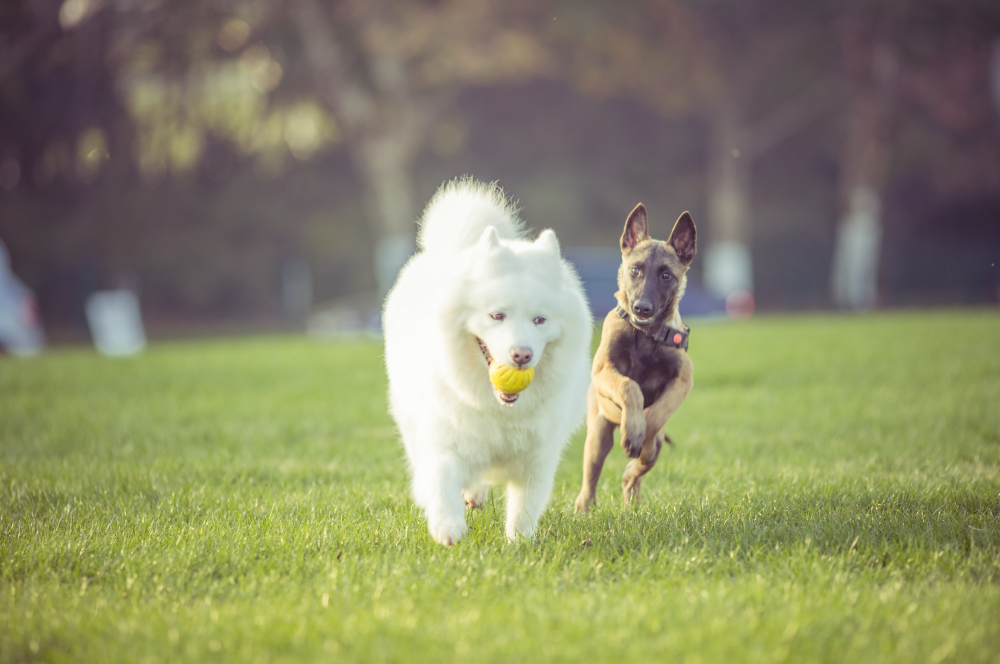 Além do Passeio: A Ascensão dos "Pet Places" e a Urbanização Afetiva dos Centros Urbanos