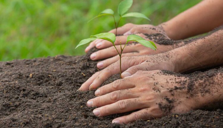 Tendências Sustentáveis na Agricultura