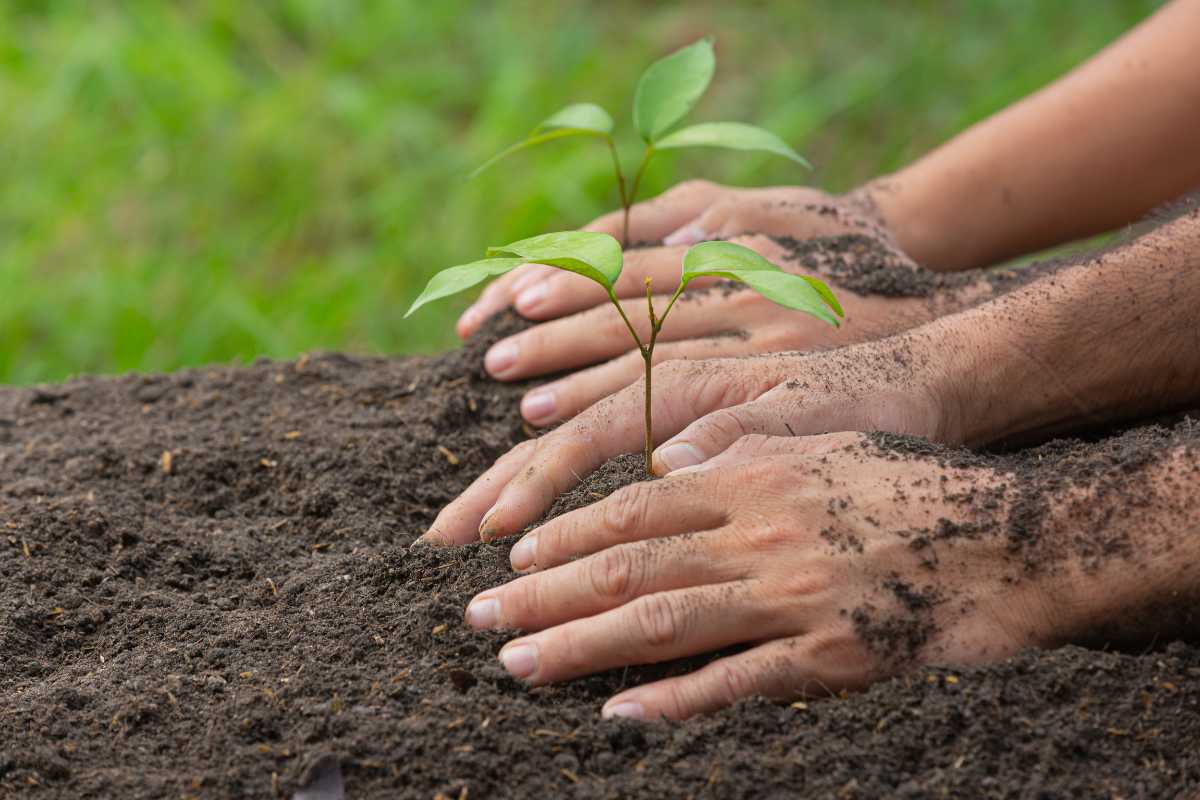 Tendências Sustentáveis na Agricultura