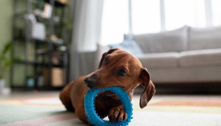 Tipos de brinquedos educativos para cachorros e seus benefícios