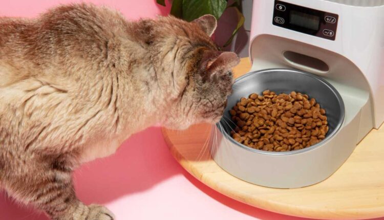 Como armazenar sachê para gato: 5 erros que podem comprometer a qualidade